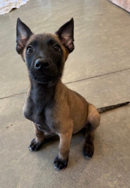 Photo of Elements Litter - Radon - Located in New Jersey, adoptable Belgian Shepherd Malinois in Imlay City, Michigan