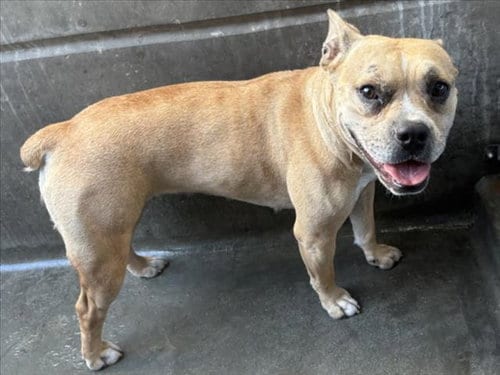 Photo of Gia, adoptable Bulldog in Los Angeles, California