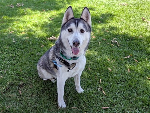 Photo of Rio, adoptable Siberian Husky in San Clemente, California