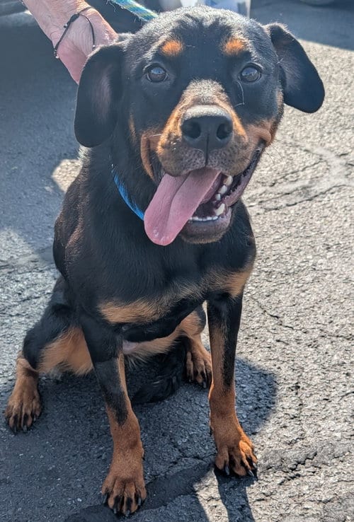 Photo of Hollie, adoptable Rottweiler in Hillsboro, New Hampshire