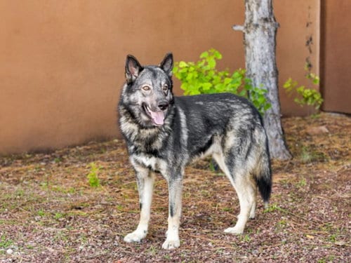 Photo of Bandit, adoptable German Shepherd Dog in Santa Fe, New Mexico