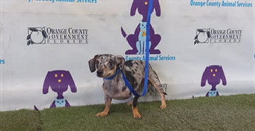 Photo of Ruby, adoptable Chihuahua in Orlando, Florida