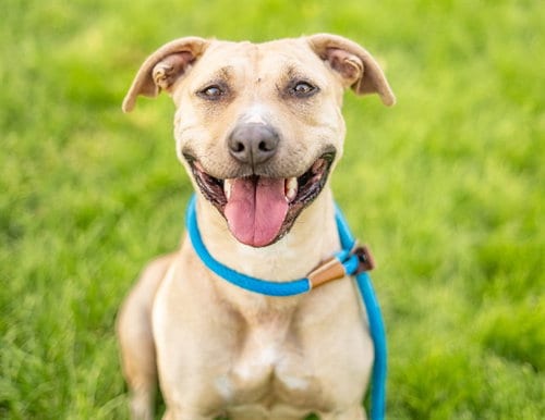 Photo of Whitney, adoptable Pit Bull Terrier in San Jose, California