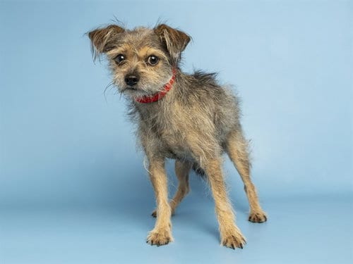Photo of Nigel, adoptable Yorkshire Terrier Yorkie in Phoenix, Arizona