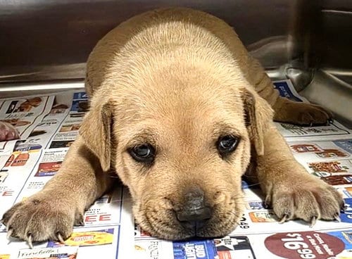 Photo of A661356, adoptable Staffordshire Bull Terrier in Houston, Texas