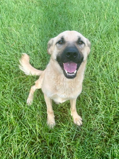 Photo of Honey, adoptable German Shepherd Dog in Eastman, Georgia