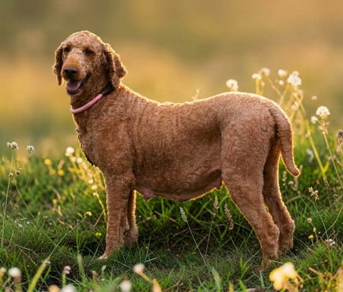 Photo of Red Daisy, adoptable Poodle (Standard) in Sussex, New Jersey