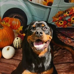Photo of Forte JuM, adoptable Rottweiler in Hartford, Connecticut
