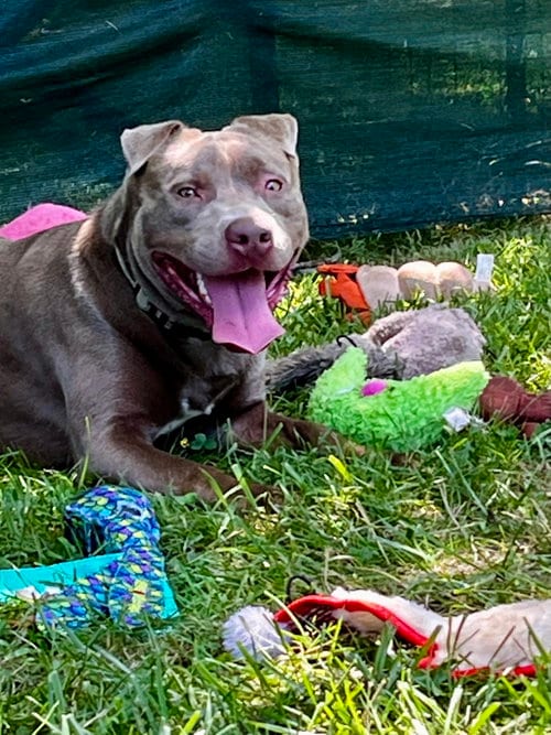 Photo of Cooper, adoptable Labrador Retriever in Mooresville, North Carolina
