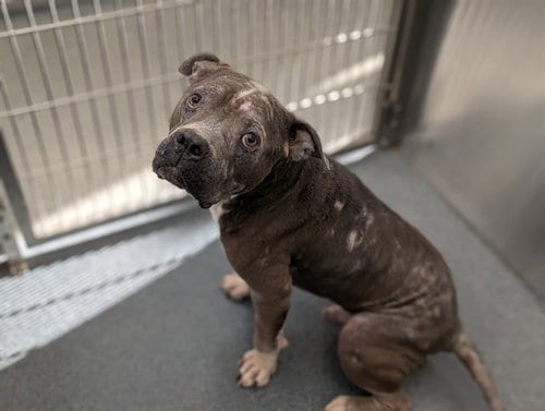 Photo of Diesel, adoptable Pit Bull Terrier in Dallas, Texas