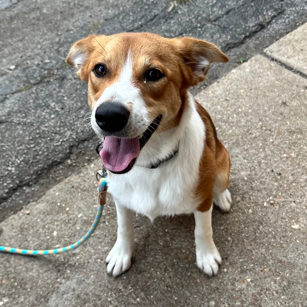 Photo of Timber K5, adoptable Shepherd, Australian / Mixed Breed (Medium) in Union, Missouri