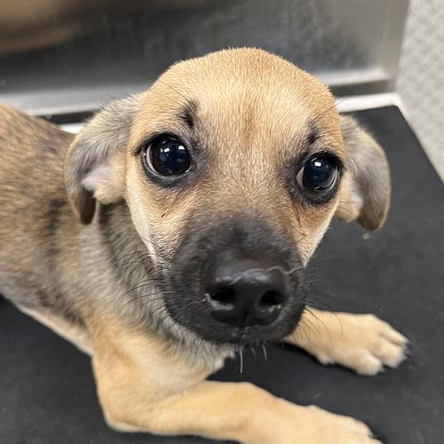 Photo of A311876, adoptable Dachshund in Naples, Florida