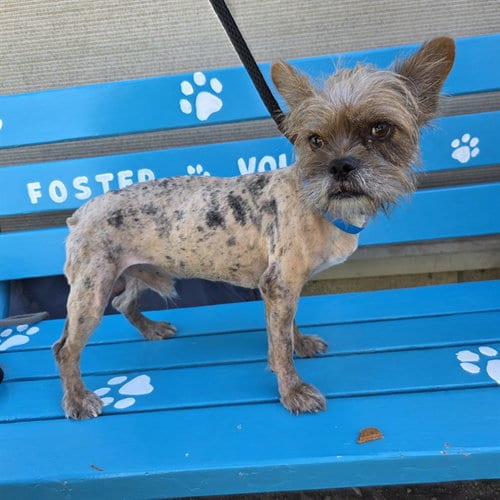 Photo of Pork Rind, adoptable Terrier in Long Beach, California