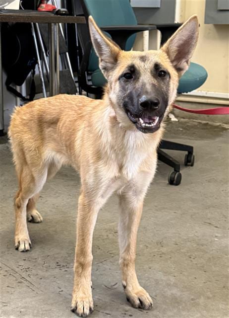 Photo of Xena, adoptable German Shepherd Dog in Camarillo, California