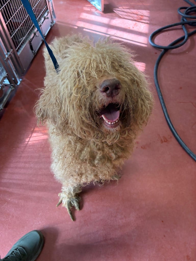 Photo of Razor, adoptable Poodle in Douglasville, Georgia