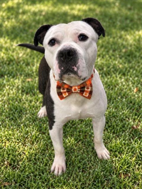 Photo of Stallone, adoptable Pit Bull Terrier in Clinton Township, Michigan