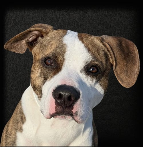Photo of Rocky Road, adoptable Pit Bull Terrier in Berwick, Pennsylvania