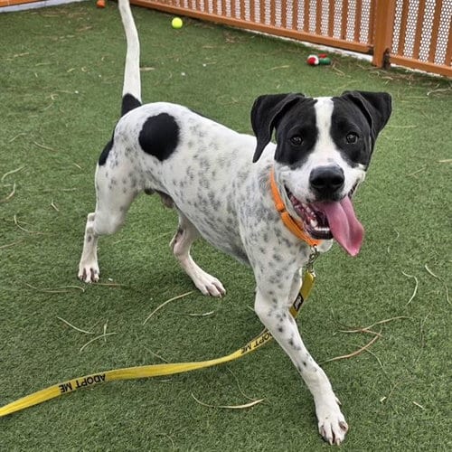 Photo of Bronx, adoptable Pit Bull Terrier in Las Vegas, Nevada