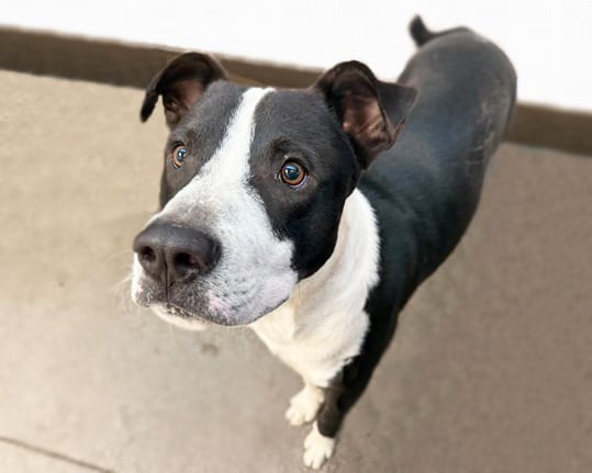 Photo of King, adoptable dog