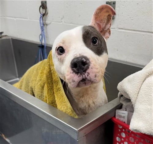 Photo of Kiki, adoptable Pit Bull Terrier in Peoria, Illinois