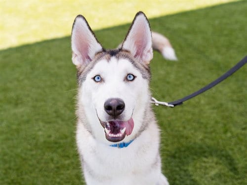 Photo of Valor, adoptable Siberian Husky in Martinez, California