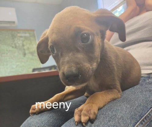 Photo of Meeny - At shelter available 9/15, adoptable Pit Bull Terrier in Rustburg, Virginia