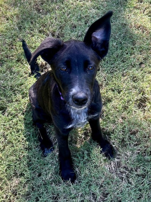 Photo of Lulu, adoptable Golden Retriever in Greenville, South Carolina