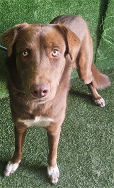 Photo of Autumn, adoptable Australian Shepherd in Lancaster, California