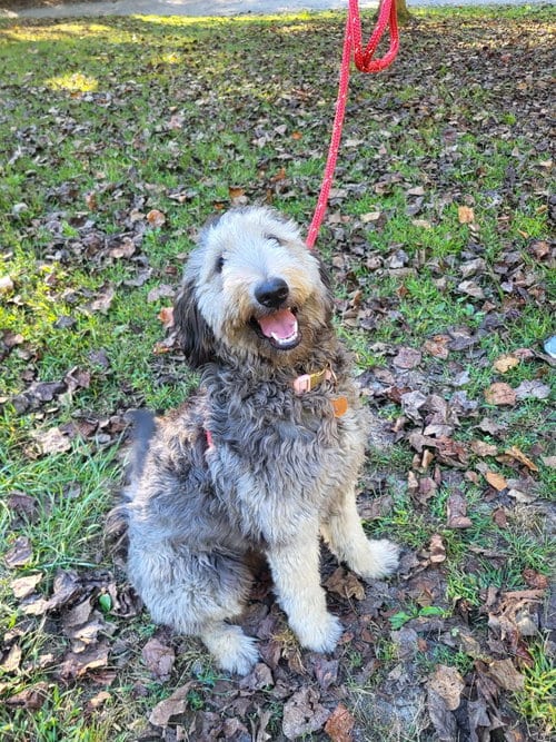 Photo of Reece, adoptable Golden Retriever in Ellijay, Georgia