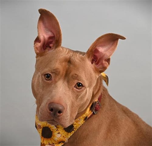Photo of Jelly Bean, adoptable American Staffordshire Terrier in Fort Collins, Colorado