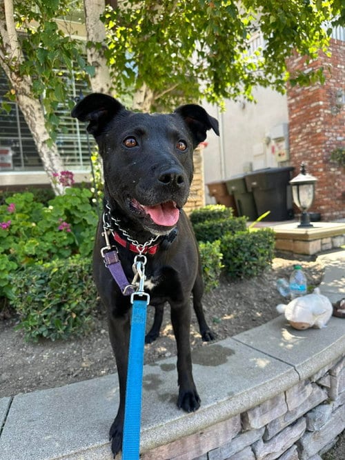 Photo of Venus, adoptable Labrador Retriever in San Diego, California