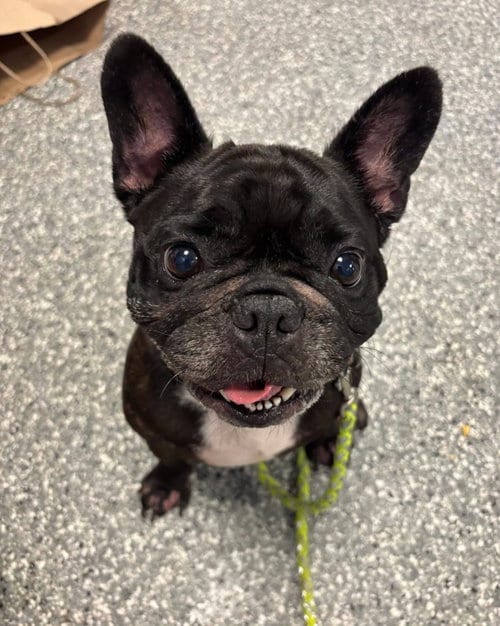Photo of French Fry, adoptable French Bulldog in Liverpool, New York