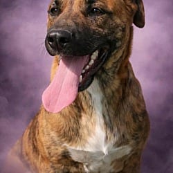 Photo of Wyatt, adoptable Catahoula Leopard Dog in East Hartford, Connecticut