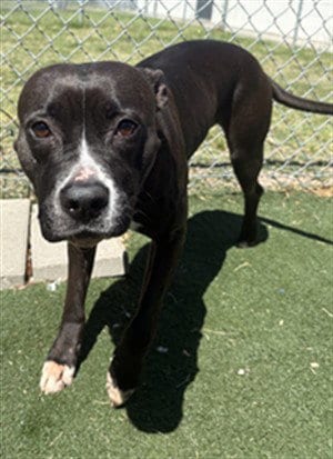 Photo of Queenie, adoptable Pit Bull Terrier in Texas City, Texas
