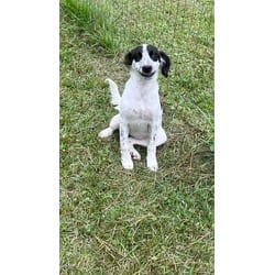 Photo of JayCe, adoptable Mixed Breed (Medium) in Medfield, Massachusetts