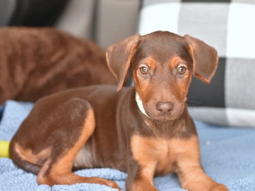 Photo of Ivy (Briar's Litter), adoptable Doberman Pinscher in Brewster, New York