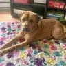 Photo of Theo, adoptable Labrador Retriever in Enfield, Connecticut