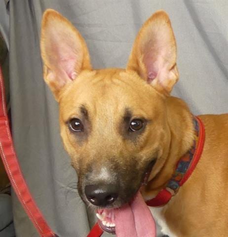 Photo of Myers, adoptable Australian Cattle Dog/Blue Heeler in Ukiah, California