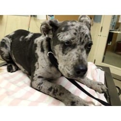 Photo of Guapo, adoptable American Pit Bull Terrier in Jurupa Valley, California