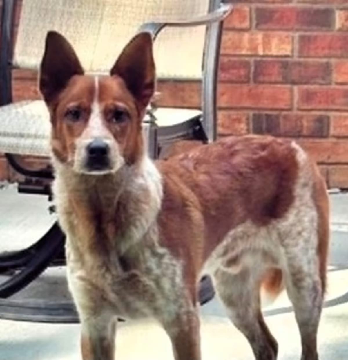 Photo of Mikey, adoptable Australian Cattle Dog in Frederick, Maryland