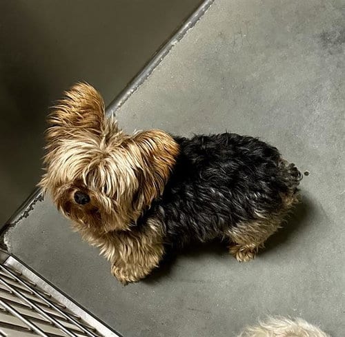 Photo of Jag, adoptable Yorkshire Terrier Yorkie in Santa Cruz, California