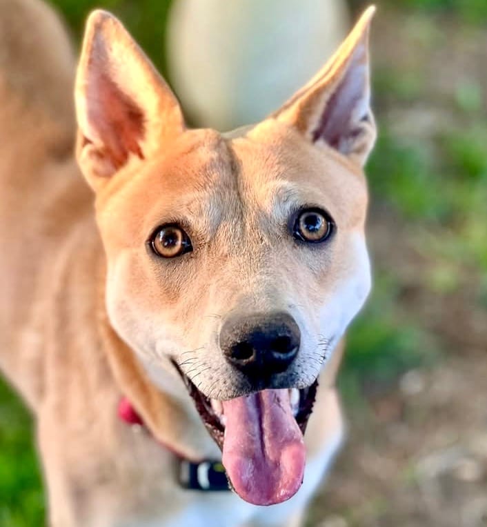 Photo of Nessi, adoptable Mixed Breed in Bloomfield, Connecticut
