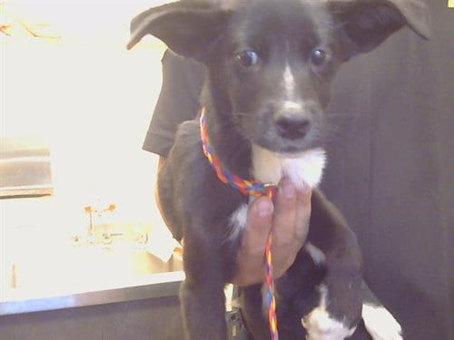 Photo of Leroy Jenkins, adoptable Border Collie in Sacramento, California