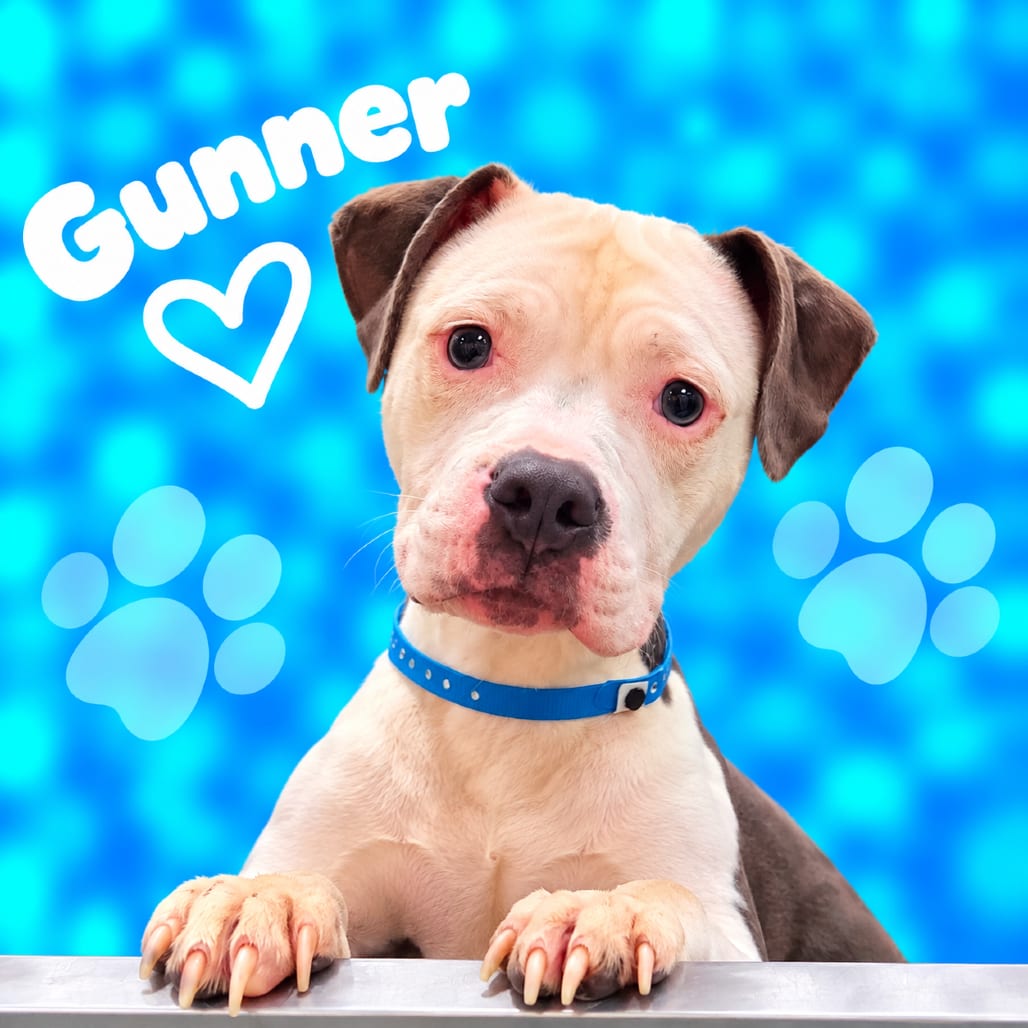 Photo of Gunner, adoptable dog