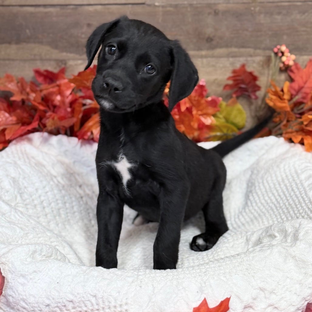 Photo of Zuri, adoptable Mixed Breed (Medium) in Medford, Oregon