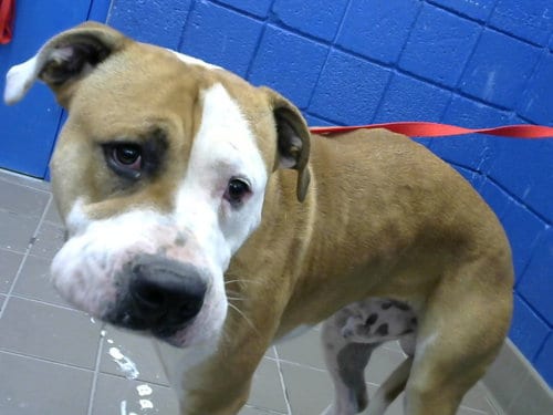 Photo of Tucker, adoptable American Bulldog in Albuquerque, New Mexico