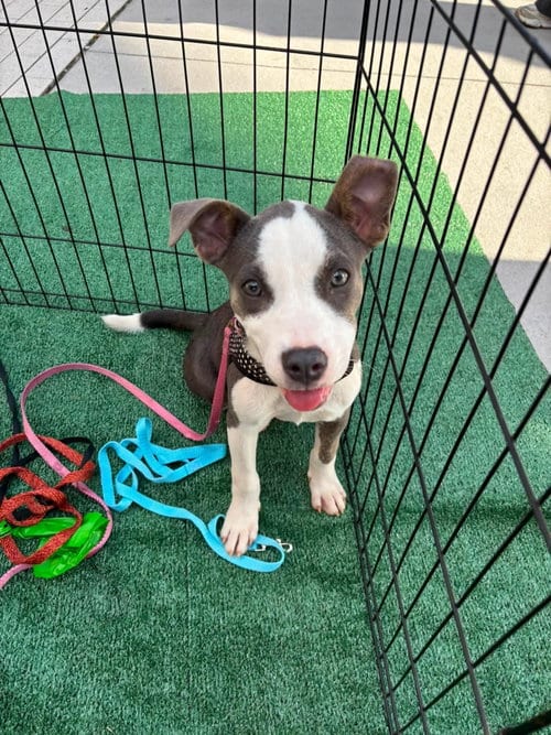 Photo of Piggy, adoptable Terrier in Greenville, South Carolina