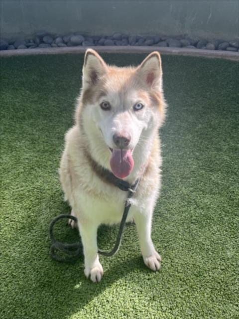Photo of Oakley, adoptable Siberian Husky in Van Nuys, California