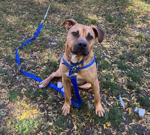 Photo of Jack, adoptable Pit Bull Terrier in Boston, Massachusetts