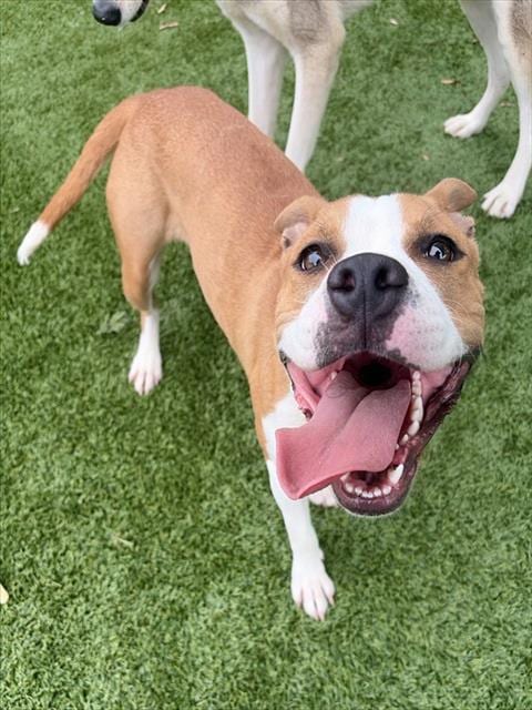 Photo of Della, adoptable Pit Bull Terrier in Statesville, North Carolina